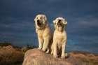 Great Pyrenees on duty Art Print